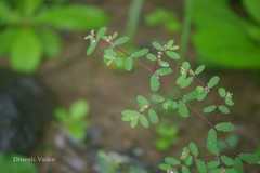 Euphorbia erythroclada